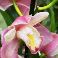 Орхидейное чудо... Картина маслом...) :: Тамара Бедай 