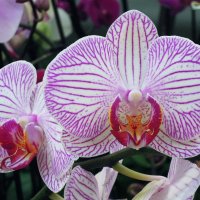 Орхидея в профиль и анфас) :: Тамара Бедай 