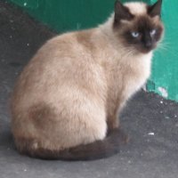Сиамская кошка :: Дмитрий Никитин