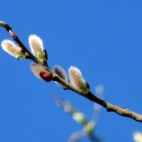 Весна и верба :: Татьяна Львова 