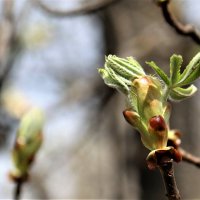 весна :: Владимир Холодницкий