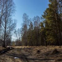 В весеннем лесу :: Сергей Борисович 