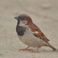 Домовый воробей(Passer domesticus) :: Иван 