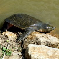 Мягко панцирная черепаха :: Герович Лилия 