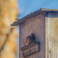 "Кто в домике живёт?" :: Руслан Васьков