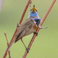 варакушка :: Валерий Шурмиль