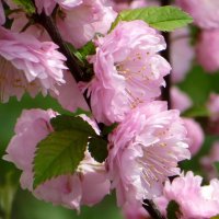 Луизеания ― настоящее розовое чудо, напоминающее японскую сакуру в цвету :: Татьяна Смоляниченко