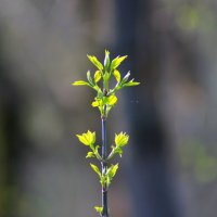 весна :: Владимир Суязов