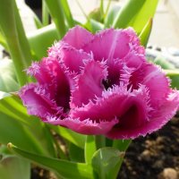 Бахромчатый тюльпан: «кристаллы инея» на лепестках :: Лидия Бусурина