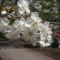 Весна цветет :: Сергей Тимоновский
