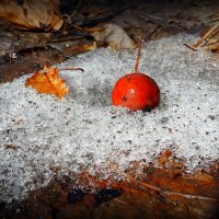 Не доели яблочко зверушки... :: Андрей Заломленков