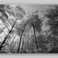 серебряный лес :: Heinz Thorns