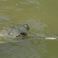 Крокодил ест рыбку :: Александр Деревяшкин