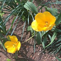 Жёлтые тюльпаны :: Надежда 
