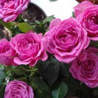 Цветут домашние розы :: Натала ***
