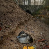 Утка. Октябрь. Холодно :: Владимир Колесников