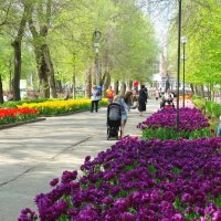 Тюльпаны в ростовском парке... :: Тамара (st.tamara)