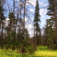 В весеннем лесу :: владимир тимошенко 