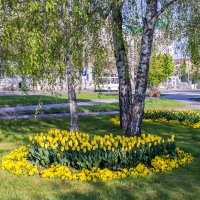 городские цветы IMG_3889 :: Олег Петрушин