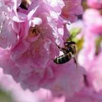 Луизеания и пчелка :: Татьяна Ларионова