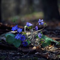 В темно-синем лесу :: Татьяна Панчешная
