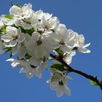 Весна и цветы :: Милешкин Владимир Алексеевич 
