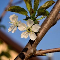 Весна идет - цветам дорогу! :: Александр Стариков