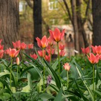 Москва. Аптекарский огород ( 27.04.2019). :: Надежда Лаптева