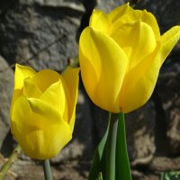 Жёлтые тюльпаны :: Милешкин Владимир Алексеевич 