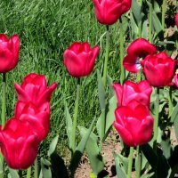 Апрельские тюльпаны :: Нина Бутко