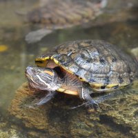 Красноухие водяные черепахи :: Николай 