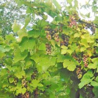 виноградная лоза :: ольга хакимова