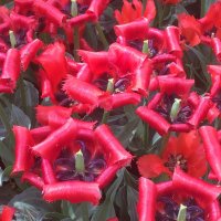 Майские тюльпаны! :: Надежда 