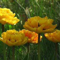 Апрельские тюльпаны :: Natali 
