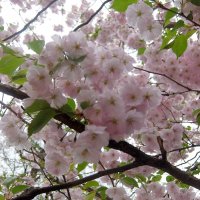Всполохом мая розовых бабочек рой — сакуры ветка. :: Люба 