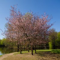 Весна в парке :: Наталья Левина