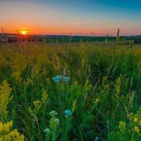 Вечерние полевые цветы :: Сергей Кузьмин