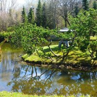 В Японском саду весной :: Лидия Бусурина