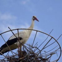 Строительство нового дома :: Елена (Птичка Э)