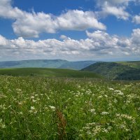 Альпийские луга. :: Леонид Сергиенко