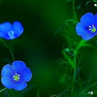 Синие цветочки :: san05 -  Александр Савицкий