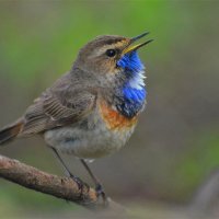 Варакушка(Luscinia svecica) :: Иван 