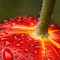 Тюльпан после дождя. :: Игорь Геттингер (Igor Hettinger)