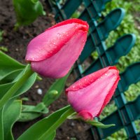 Тюльпаны после дождя :: Евгений Мухин