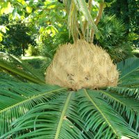 Прелести самки пальмы :: Олег Половников