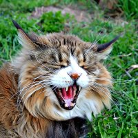 Не подходи я злой кот Сеня! :: Михаил Столяров