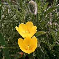 Желтые тюльпаны :: Владимир Бровко