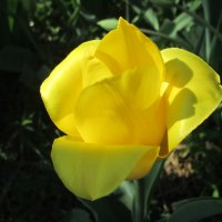 Желтый тюльпан :: Алексей Кузнецов