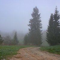 Утренний туман за елью :: Владимир Гилясев