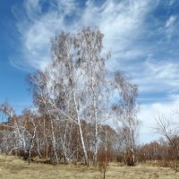 Весенний лес :: Светлана Рябова-Шатунова